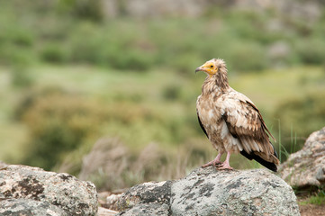 Egyptian Vulture (Neophron percnopterus), spain, portrait perched on rocks