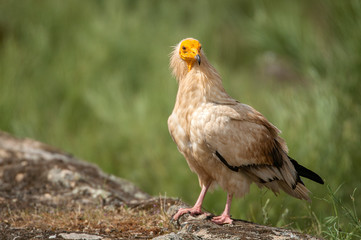 Egyptian Vulture (Neophron percnopterus), spain, portrait perched on rocks