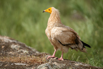 Egyptian Vulture (Neophron percnopterus), spain, portrait perched on rocks