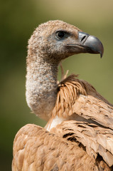 Griffon Vulture (Gyps fulvus) close-up, eyes and beak