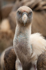 Griffon Vulture (Gyps fulvus) close-up, eyes and beak