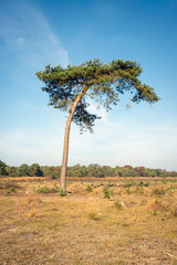 Fototapeta na wymiar Crooked growing scots pine tree in the middle of a dry nature landscape