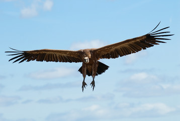 Griffon Vulture (Gyps fulvus) flying in central, clouds and blue sky