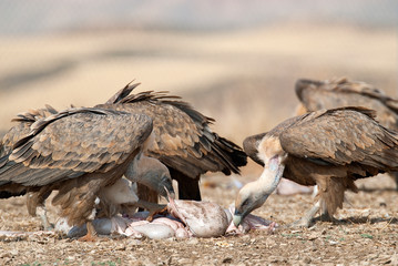 Griffon Vulture (Gyps fulvus) Group eating carrion,birds raptors, Spain