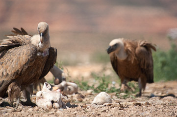 Griffon Vulture (Gyps fulvus) Group eating carrion,birds raptors, Spain