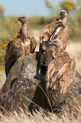 Griffon Vulture (Gyps fulvus) Group perched on rocks