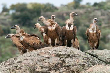 Griffon Vulture (Gyps fulvus) Group perched on rocks