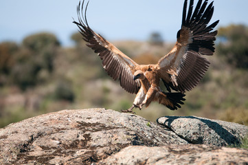 Griffon Vulture (Gyps fulvus) with open wings, flying scavenger birds
