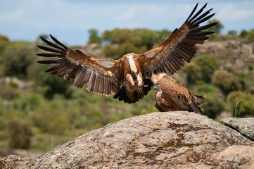 Griffon Vulture (Gyps fulvus) with open wings, flying scavenger birds