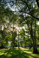 Beautiful green forest tree nature background in the garden with sunshine morning which bright.