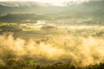 The forest with fog and beautiful morning light.