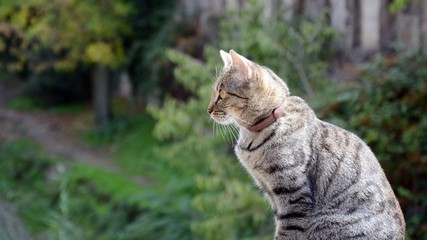 Gato común europeo, gato romano