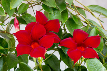 Rocktrumpet (Mandevilla)