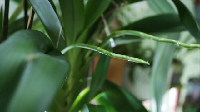 Monopodial Orchid Angrecum has two young peduncle. Close-up, real time, indoors, in a private collection. This plant is a protected species in nature grows in tropical Africa, Madagascar, Comoros, Sey