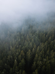 Full frame shot of evergreen pine trees from above