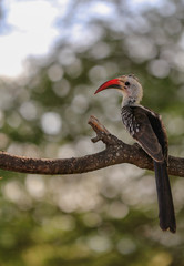 red hornbill with blurred background  © Michelle Silke