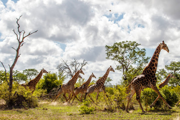 Giraffe family running in the Sabi Sands Game Reserve in the Greater Kruger Region in South Africa - obrazy, fototapety, plakaty