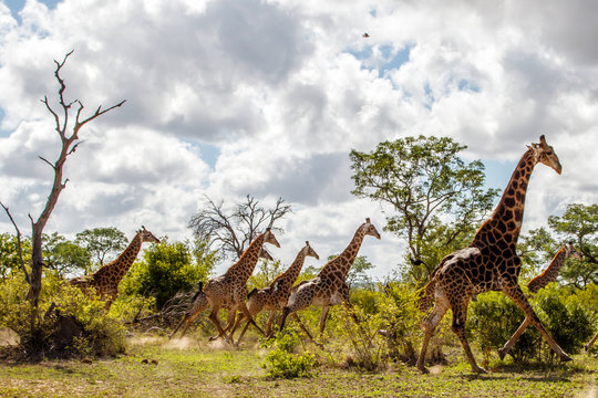 Fototapeta Giraffe family running in the Sabi Sands Game Reserve in the Greater Kruger Region in South Africa