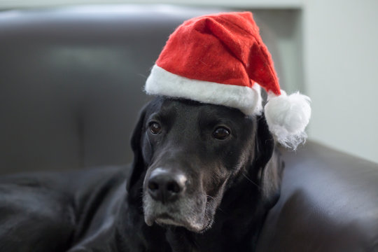 Black Dog Chilling With Santa's Hat On Head In Brown Sofa