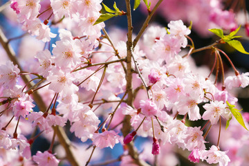 Obraz premium さくら