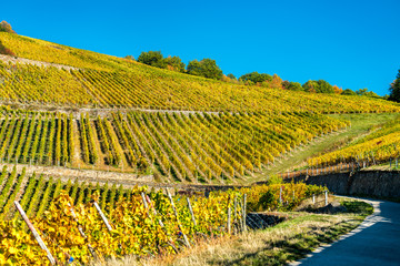 Fototapeta premium Winnice Rheingau w Assmannshausen w dolinie Górnego Środkowego Renu w Niemczech