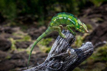 Endormi - Caméléon