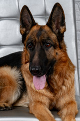 German Shepherd sitting on a leather chair. How to teach a dog to order. Pet spoils the furniture, tears up the chair (upholstery), shits.