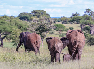 Obraz premium family of elephants walking behind leading elephant