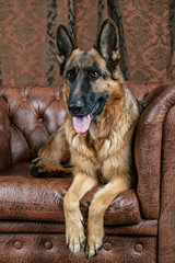 German Shepherd sitting on a leather chair. How to teach a dog to order. Pet spoils the furniture, tears up the chair (upholstery), shits.