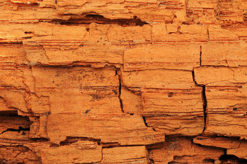 Dry rot