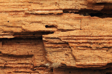 Dry rot