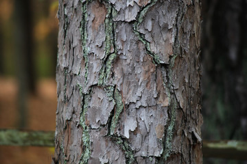 Obraz premium Close-up of pine bark with moss in the fall