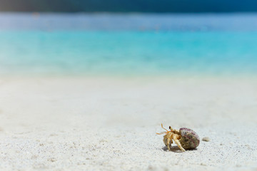 South Thailand hermit crab walking on the white sand beach