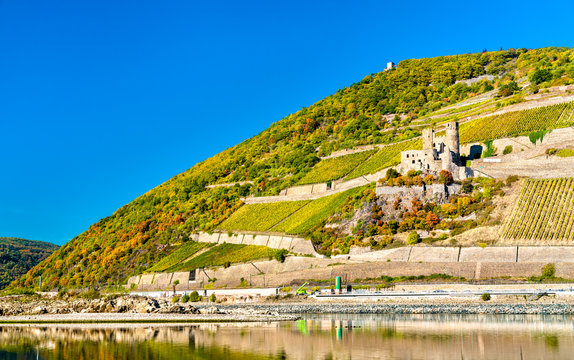Ehrenfels Castle with vineyards in autumn. The Rhine Gorge, Germany