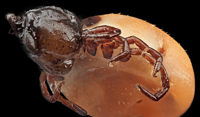 Engorged Dog tick. Indiana, PA