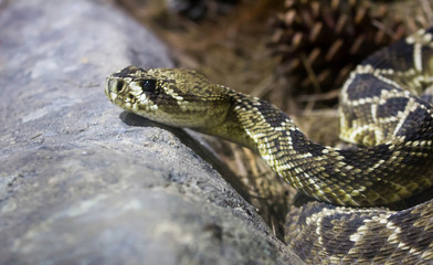  Eastern Diamondback Rattlesnake 