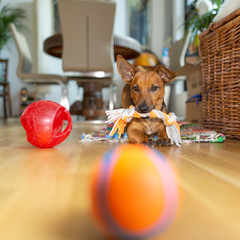 Little dog at home in the living room playing with his toys