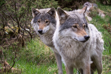 A couple of grey wolves outdoors in the wilderness standing next to each other.