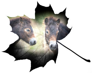 Fototapeta premium wild horses double exposure on a leaf