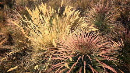 Vegetação de altitude