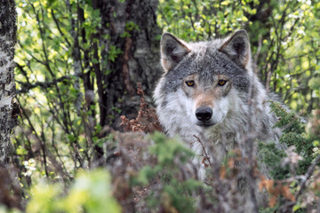 Fototapeta premium A closeup wildlife portrait of a grey wolf outdoors in the forest.
