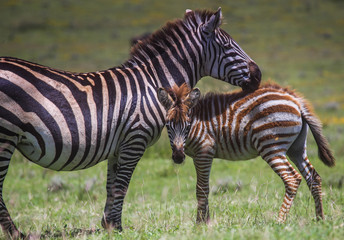 Fototapeta na wymiar brown baby zebra standing with mother