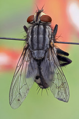 Flesh fly. Pittsburgh, PA