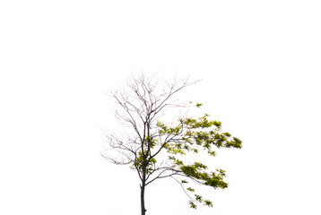 tree isolated on white background