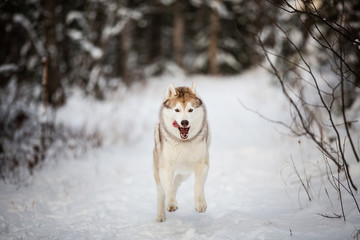 Portrait of happy and crazy dog breed siberian husky with tonque hanging out running on the snow in the winter forest