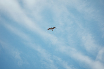 A beautiful seagull flies over the water in a clear sky on a sunny bright day. Summer travel collection