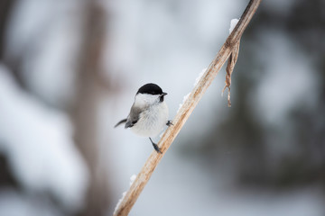 Image of cute and tiny marsh tit bird sitting on the branch in the winter forest