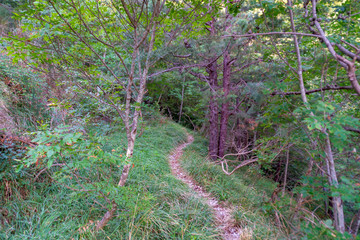 sentiero 201 da val d'abisso al monte Nerone