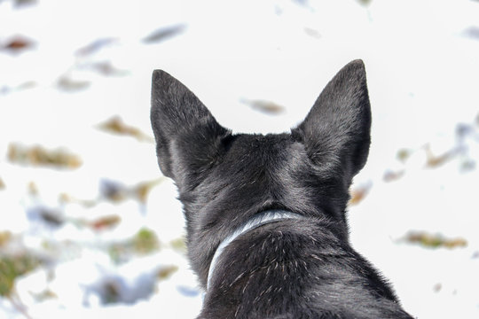 black dog with pointed ears looking out at a snowy field