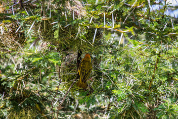 Bright yellow bird making nest in spikey trees